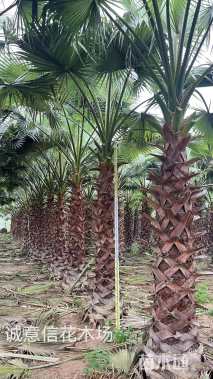 裸干高700厘米华盛顿棕榈