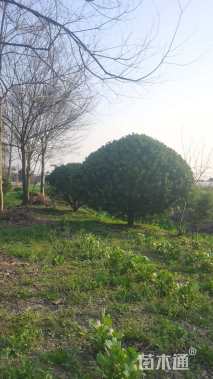 冠幅350厘米大叶黄杨球