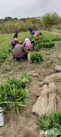 高度40厘米蓝花鸢尾