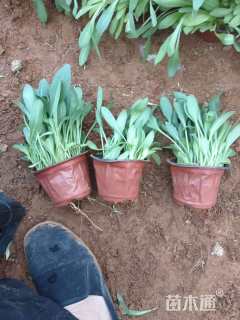 高度20厘米金光菊