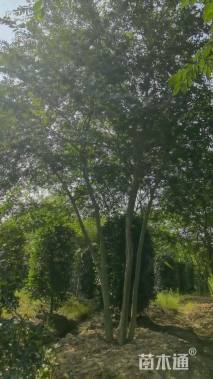 40公分(5杆)丛生朴树