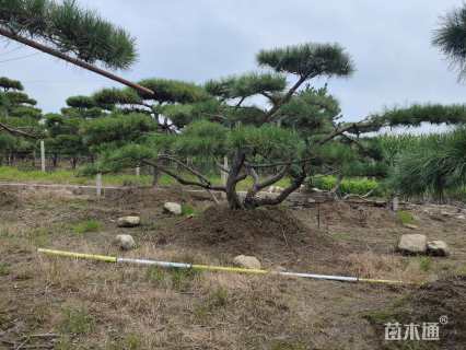 18公分造型赤松