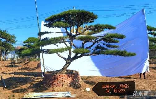 27公分造型景观松