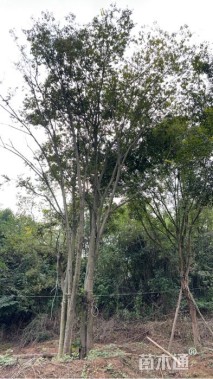 30公分(6杆)丛生朴树
