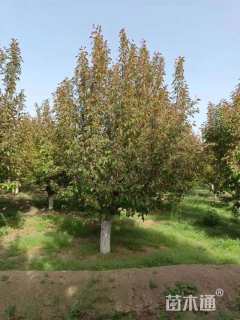 18公分绚丽海棠