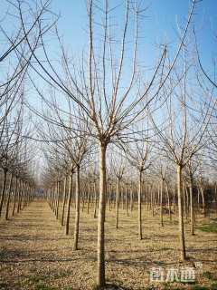 16公分金叶复叶槭