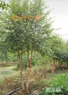 高度200厘米(5杆)丛生白桦