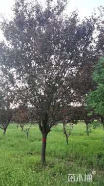 高度450厘米密枝红叶李