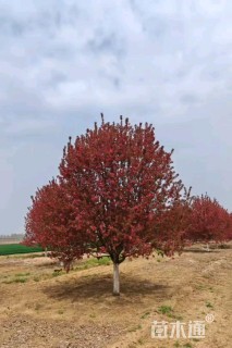 23公分绚丽海棠