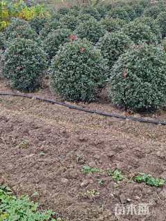 冠幅180厘米红叶石楠球