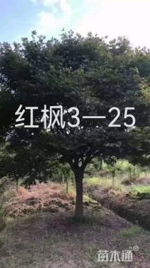 12公分红枫