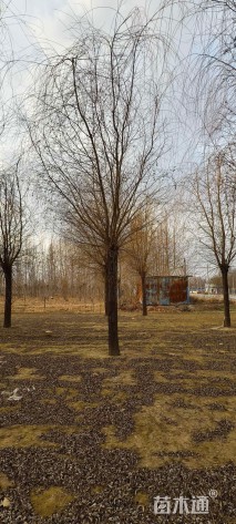 25公分金丝垂柳