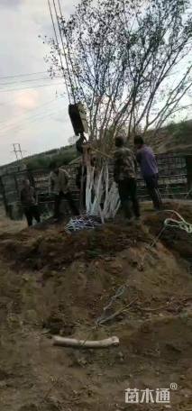 高度800厘米丛生五角枫