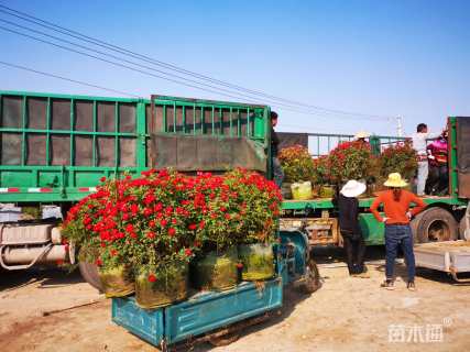 高度80厘米月季