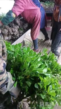 高度40厘米海桐