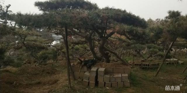 25公分造型油松