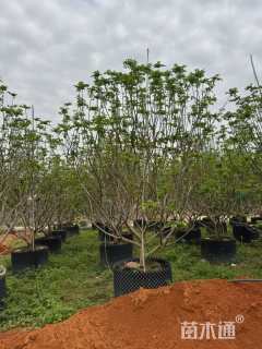 高度280厘米黄皮