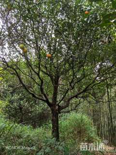 高度500厘米柑橘