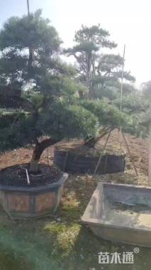 容器苗造型罗汉松