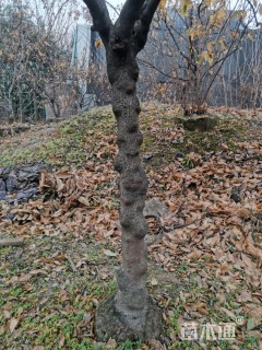 高度250厘米蜡梅