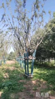 16公分(5杆)丛生朴树