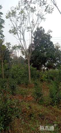 24公分黄山栾树