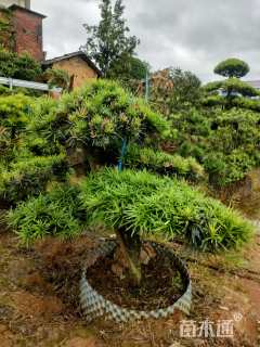 移栽苗造型罗汉松