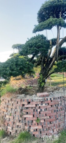 容器苗造型罗汉松