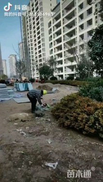 高度50厘米紫穗槐