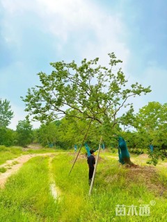 30公分造型乌桕