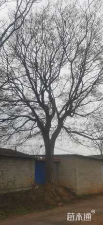 72公分朴树