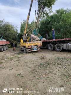 50公分(3456杆)丛生乌桕