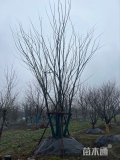 10公分丛生朴树