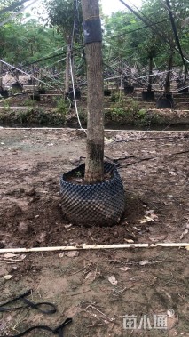 15公分红花风铃木