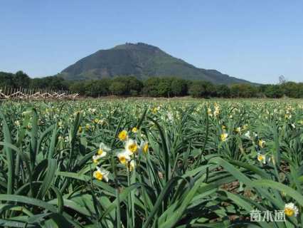 高度5厘米喇叭水仙