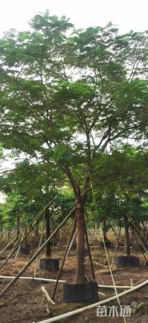 15公分凤凰木