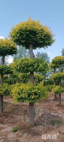 15公分造型金叶榆