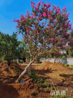 10公分造型紫薇