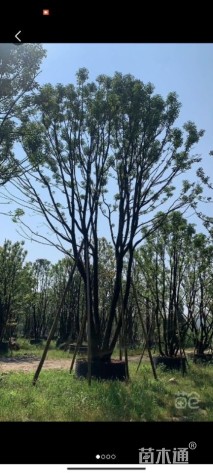 12公分(6杆)丛生香樟