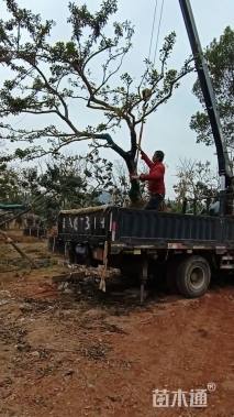 22公分红果冬青