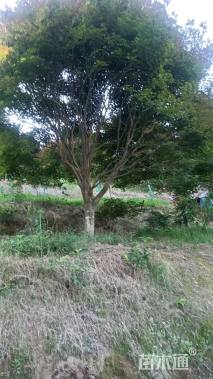 22公分中国红枫