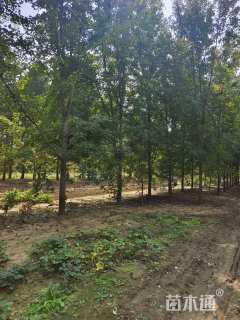 20公分美国红枫-秋火焰