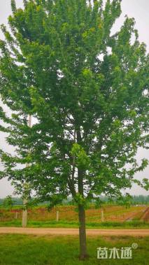 15公分美国红枫