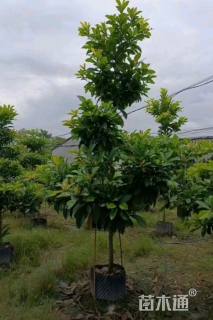 15公分尖叶杜英