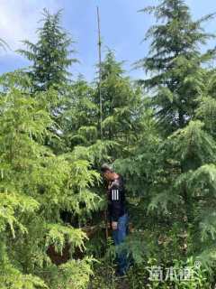 高度450厘米雪松