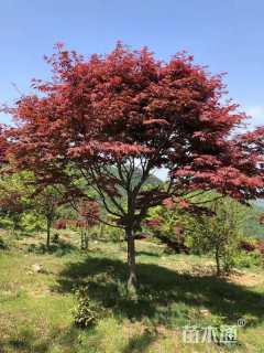 13公分日本红枫