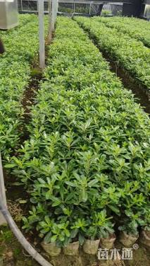 高度40厘米海桐