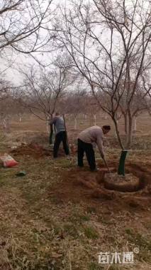 12公分日本红枫