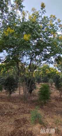 40公分(3杆)丛生栾树