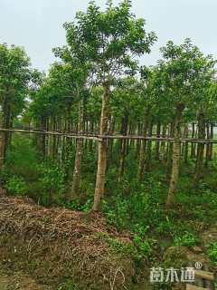 20公分红果冬青